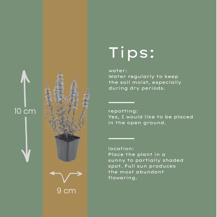 6x Lythrum salicaria - ↕10-25cm - Ø9cm