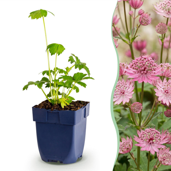 24x Astrantia major masterwort plants in 11cm pots