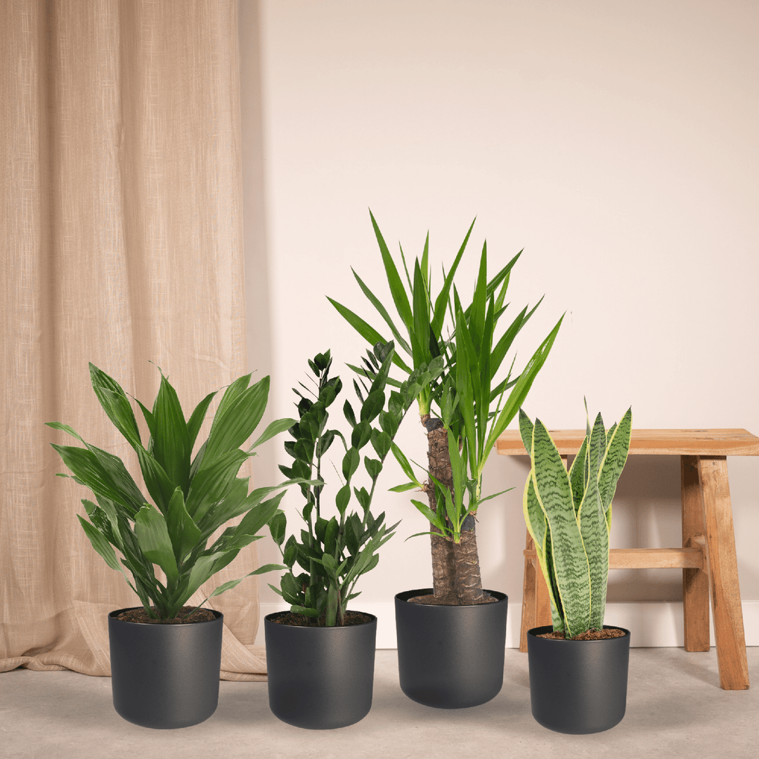 Low Maintenance Houseplant Set - 4 Easy Care Indoor Plants