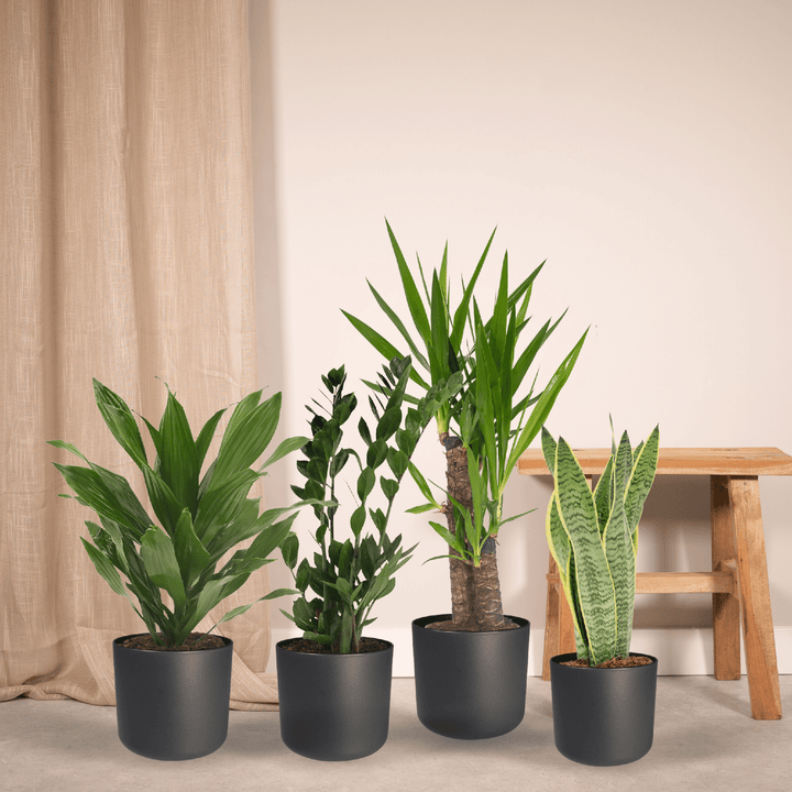 Low Maintenance Houseplant Set - 4 Easy Care Indoor Plants