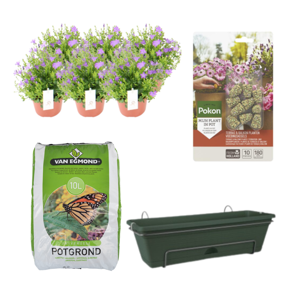 Campanula Balcony Garden Kit - 6 Plants, Planter & Soil Set