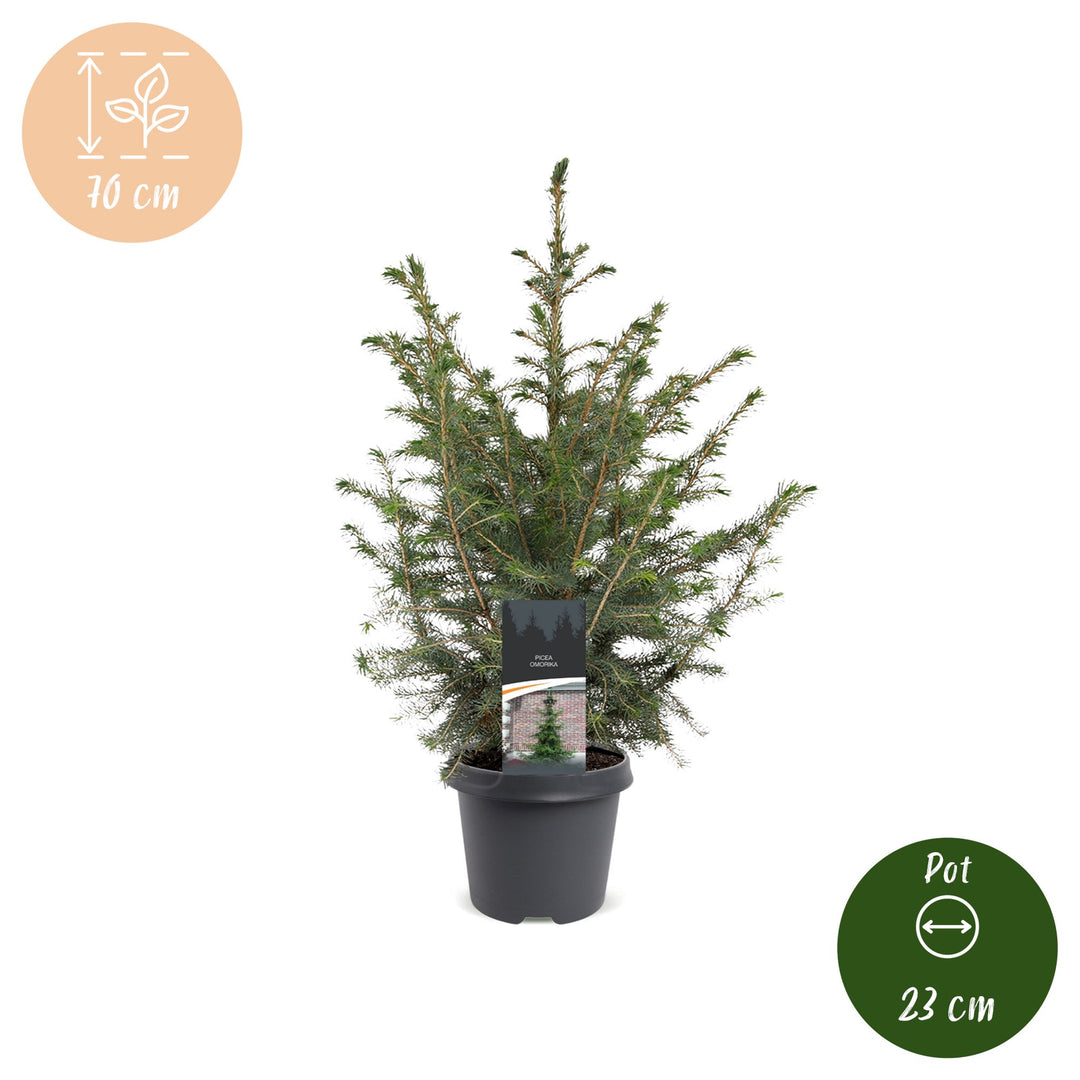Pack of 2 potted serbian spruce Christmas trees, 70cm in 23cm pots - view 5