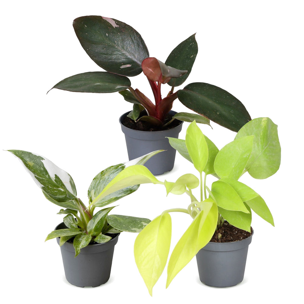 Baby Philodendron Tricolour trio, 3 indoor plants in 6cm pots, image 2