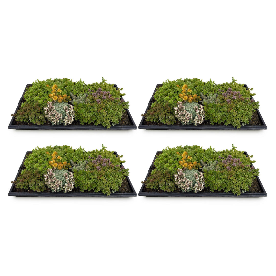Pack of 4 sedum mats blending 10 sedum species, 50 x 30cm - view 2