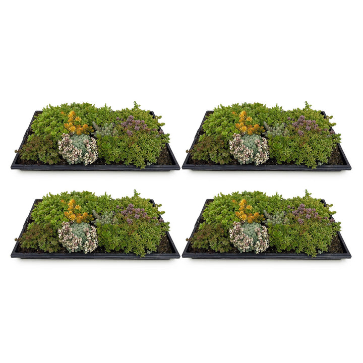 Pack of 4 sedum mats blending 10 sedum species, 50 x 30cm - view 2
