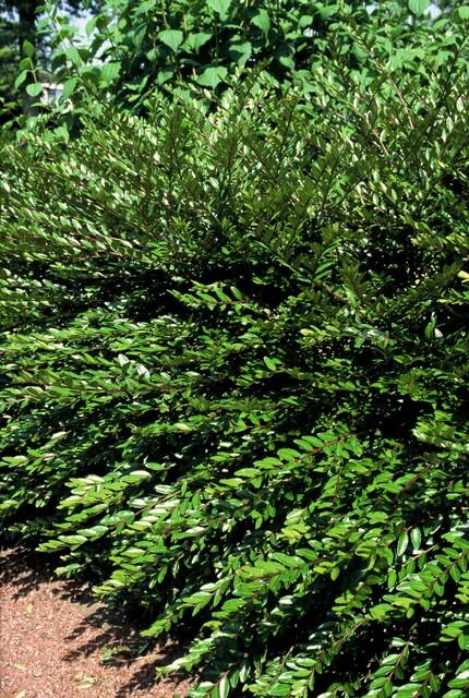 40x Lonicera pileata 'Purple Pearl' Evergreen Ground Cover - 10-25cm