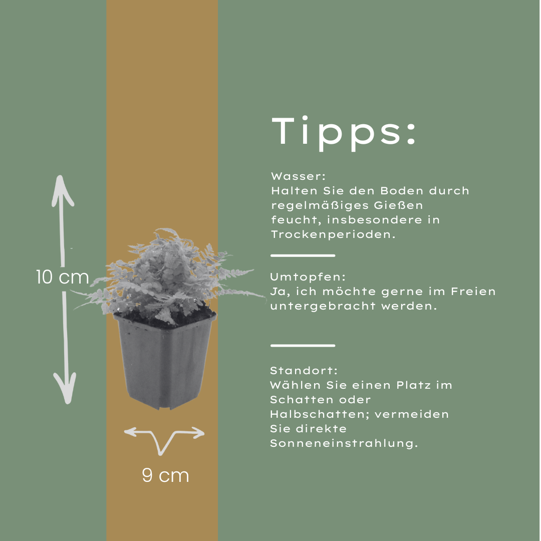 48x Dryopteris filix-mas - ↕10-25cm - Ø9cm