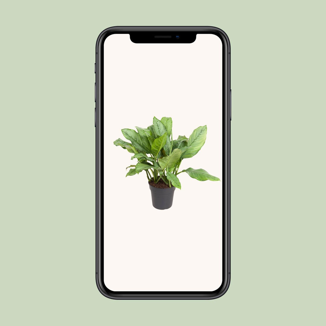 Aglaonema Chinese Evergreen 70cm - Low Light Indoor Plant 24cm Pot