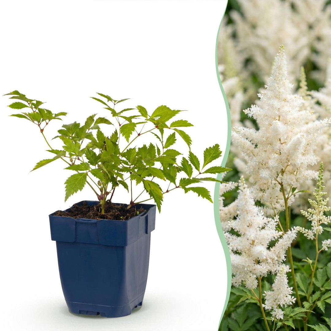 24 Astilbe japonica 'Deutschland' plants in 11cm pots, 15-25cm tall - view 2