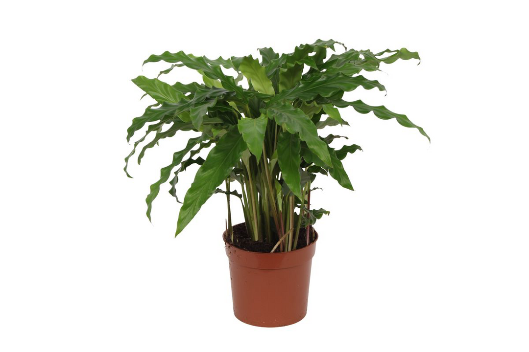 Calathea Bluegrass Plant - Blue Green Leaves Purple Underside 35cm