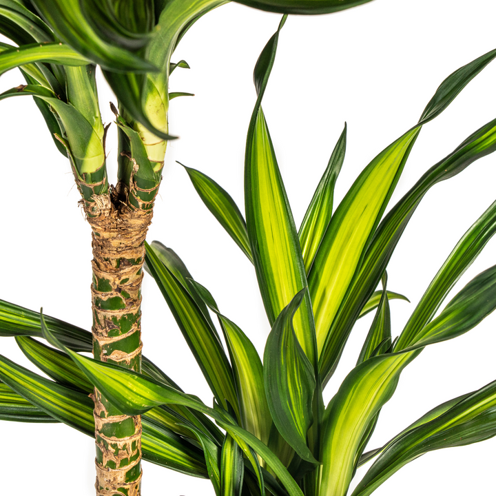 Dracaena Deremensis Rikki 130-150cm — Dragon Tree in 24cm pot, with basket