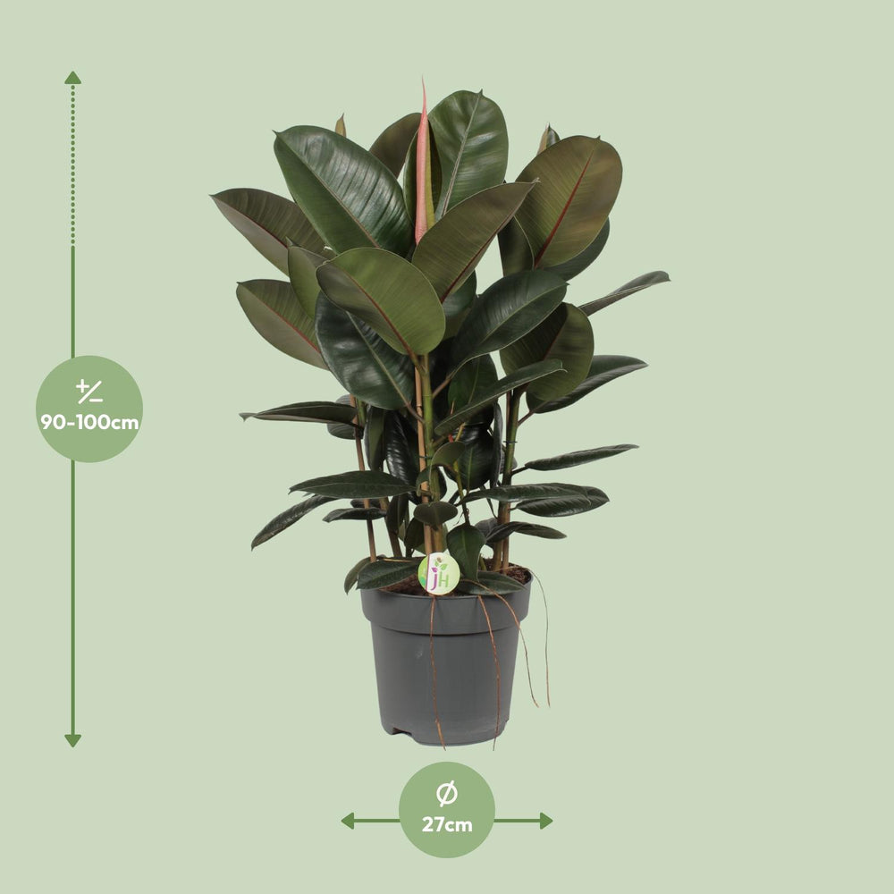 Large green Ficus Robusta rubber plant in a decorative pot, ideal for low light indoor spaces, by Everspring.