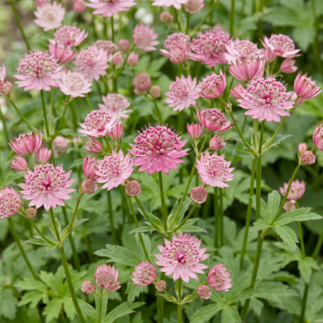 24x Astrantia major masterwort plants in 11cm pots - view 5