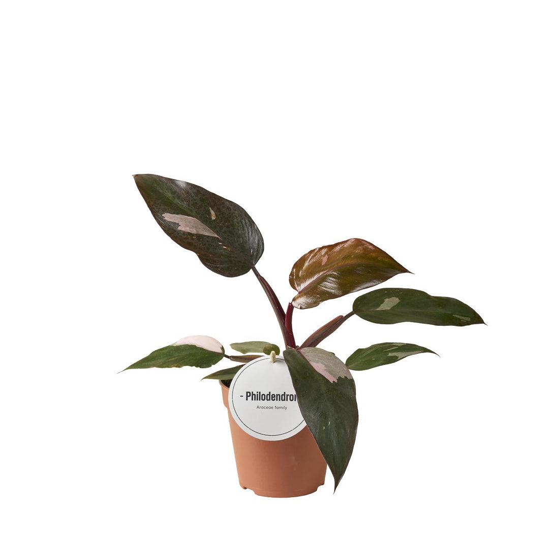 Philodendron Burgundy Princess houseplant with variegated leaves in a 12cm pot by Everspring