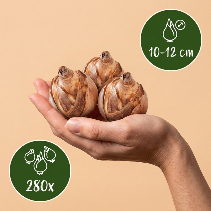 280x Bulb Dry Garden - Bulbes pour jardin sec - Divers - Floraison estivale - Calibre 10/12