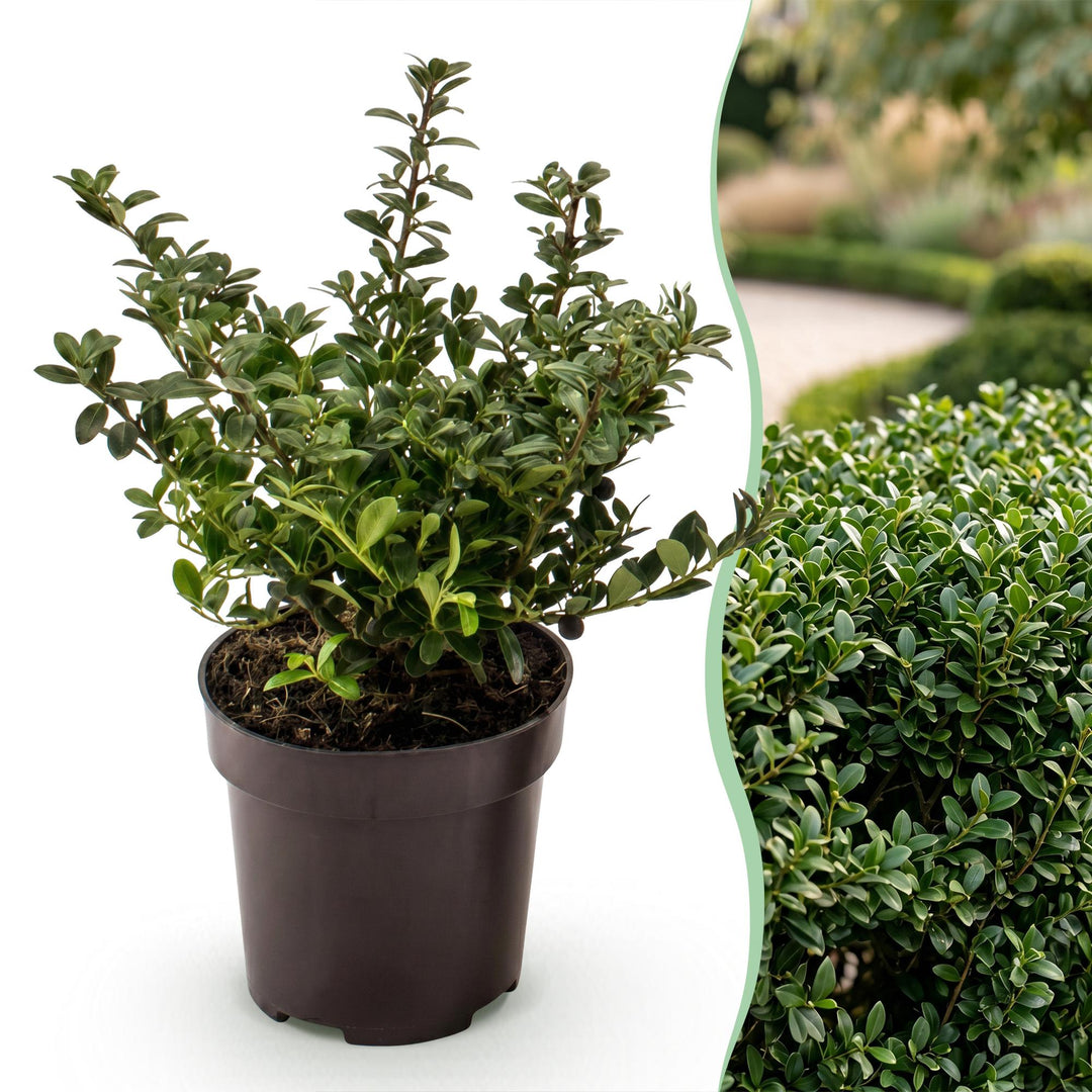 40 Ilex crenata 'Stokes' Japanese holly plants in 9cm pots, 20-30cm tall - view 3