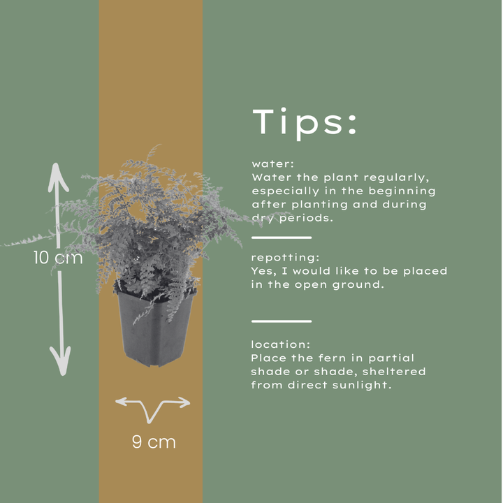 24x Polystichum set. 'Herrenhausen'- ↕10-25cm - Ø9cm