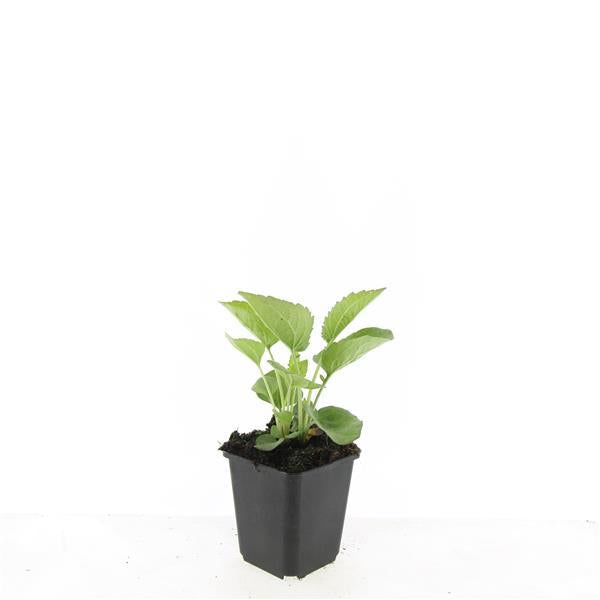 24x Echinacea p. 'Magnus' - ↕10-25cm - Ø9cm
