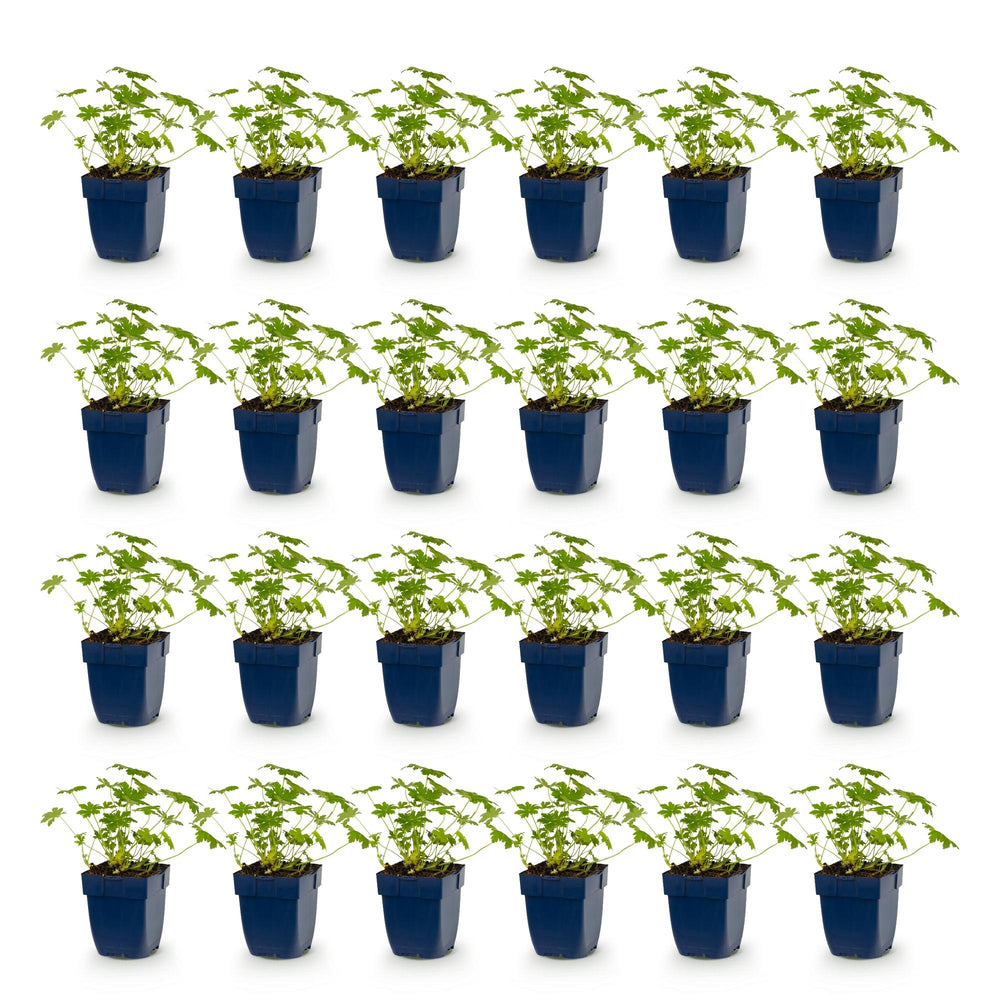 24x Geranium macrorrhizum Ingwersen's Variety cranesbill in 11cm pots - view 2