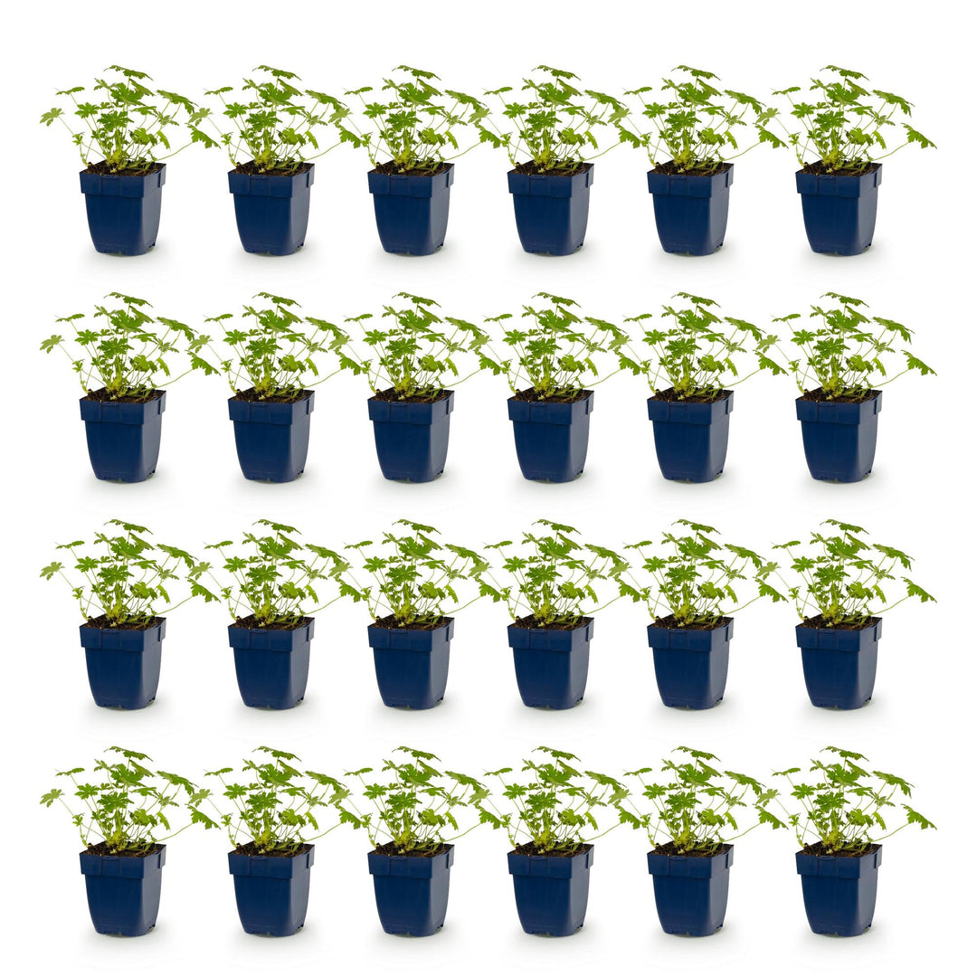 24x Geranium macrorrhizum Ingwersen's Variety cranesbill in 11cm pots - view 2