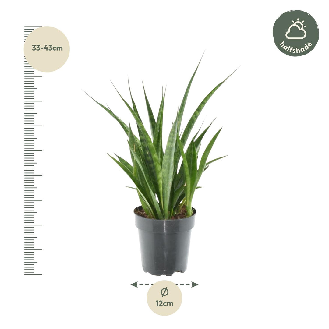Green Sansevieria Snake Plant in a modern pot, 38cm tall, ideal for low light indoor spaces, by Everspring.
