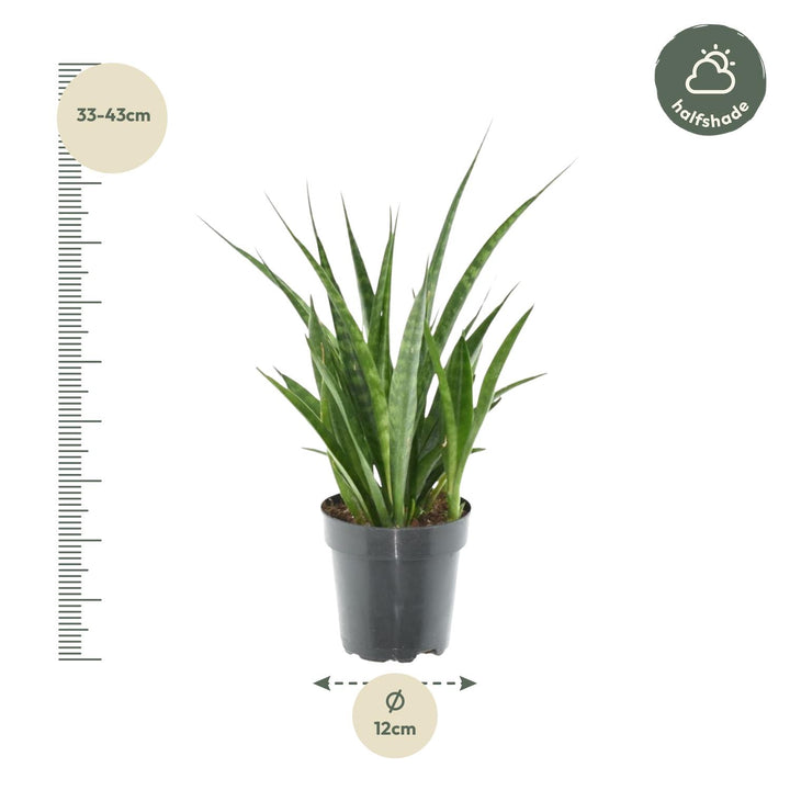 Green Sansevieria Snake Plant in a modern pot, 38cm tall, ideal for low light indoor spaces, by Everspring.