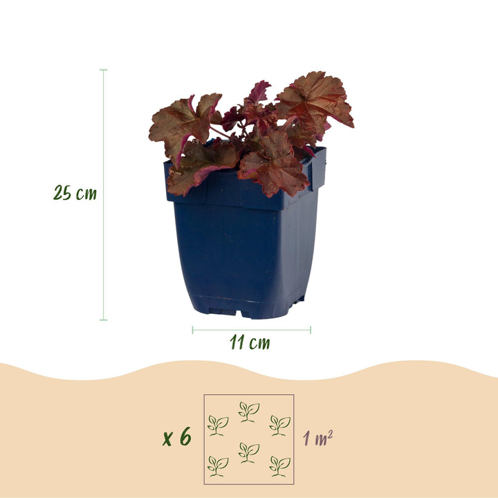 24x Heuchera micrantha Palace Purple coral bells in 11cm pots - view 3