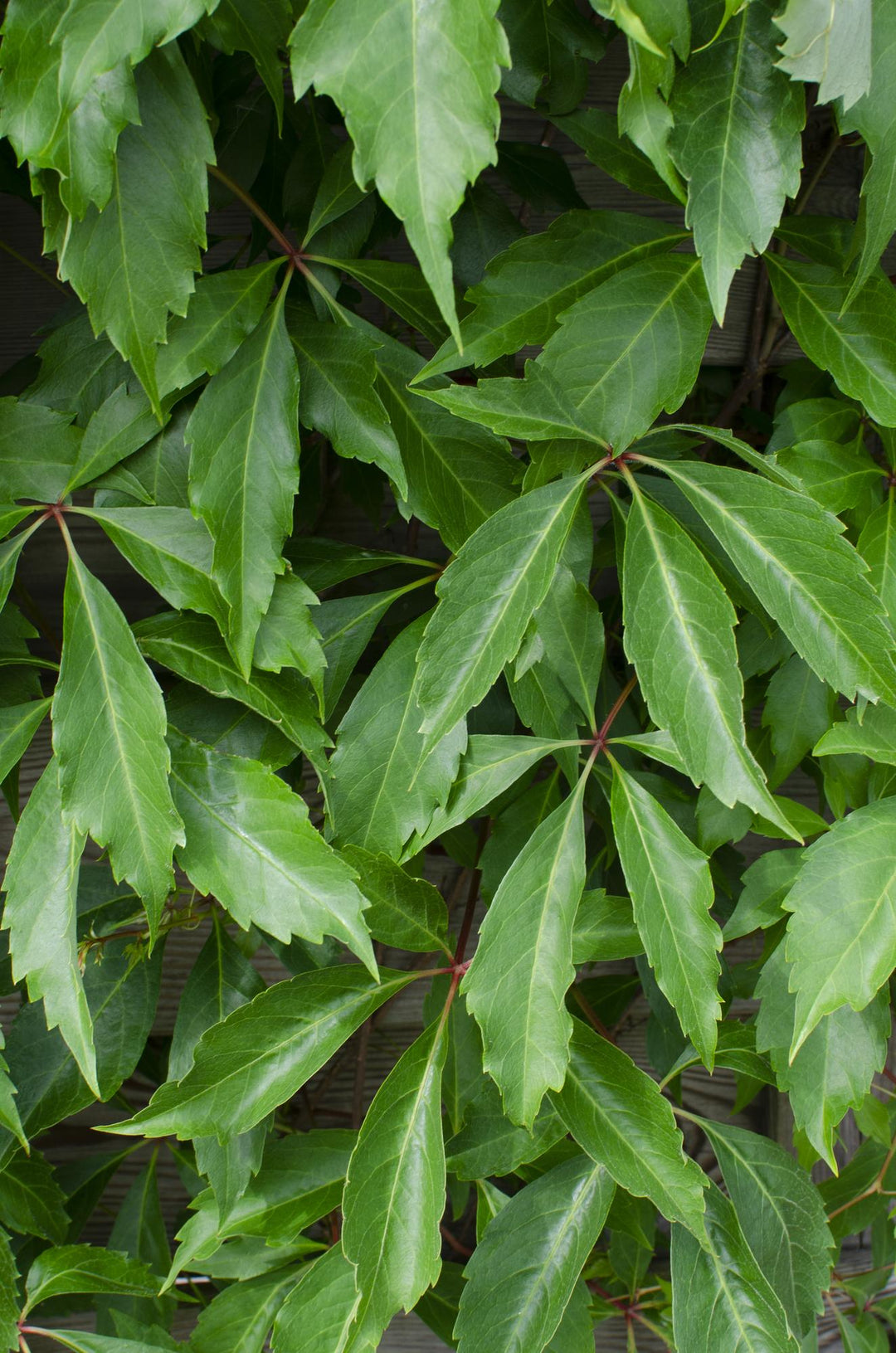Virginia Creeper Plants 4 Pack - Parthenocissus 65cm - Self Climbing