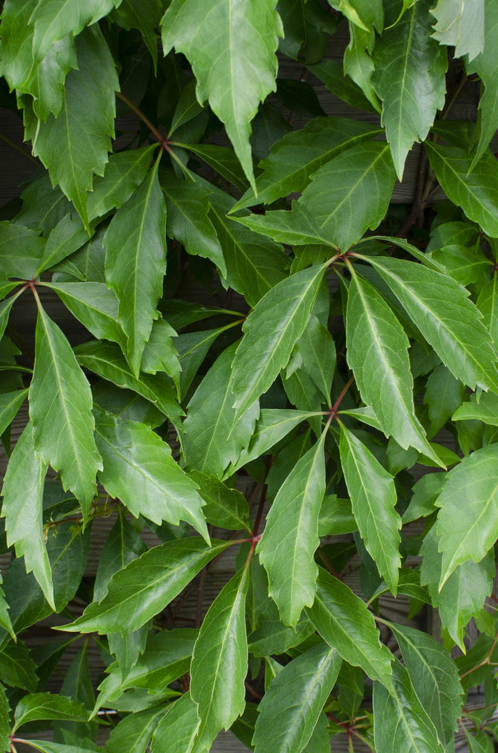Virginia Creeper Plants 4 Pack - Parthenocissus 65cm - Self Climbing