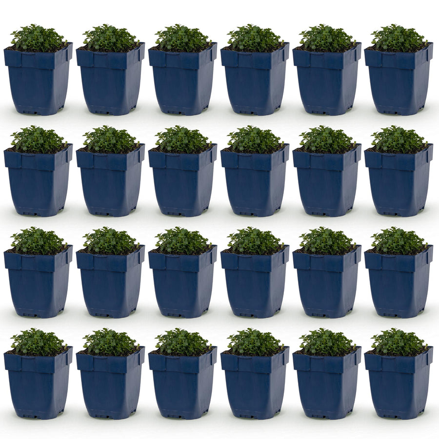 24 Campanula portenschlagiana Dalmatian bellflower plants in 11cm pots