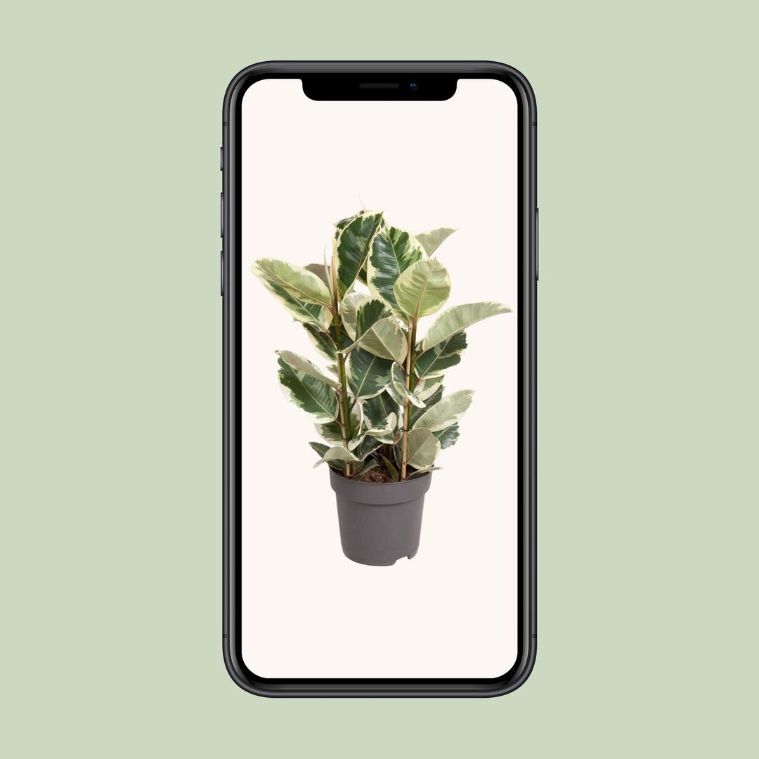 Ficus Elastica Tineke - Variegated Rubber Plant 100cm Indoor