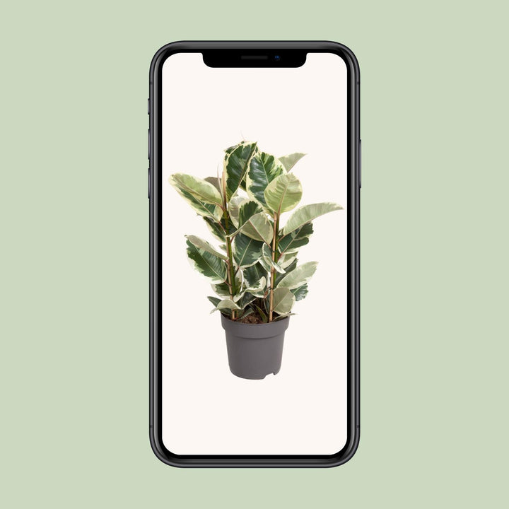 Ficus Elastica Tineke - Variegated Rubber Plant 100cm Indoor