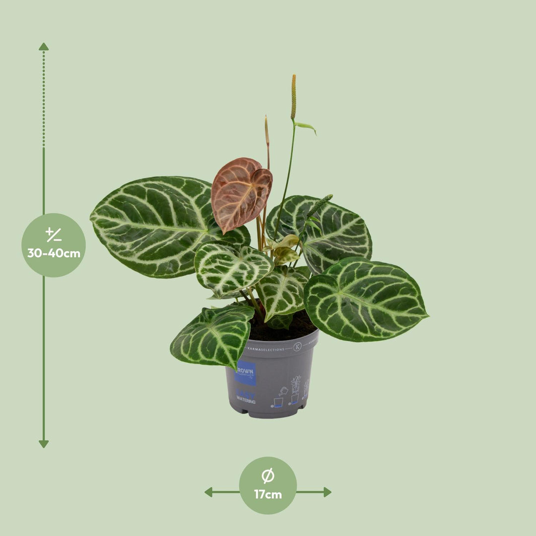 Anthurium Plant 40cm - 17cm Pot Indoor Houseplant Heart Leaves