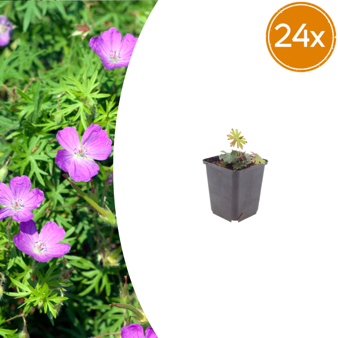 Pack of 24 Geranium sanguineum, 10-25cm, 9cm pot