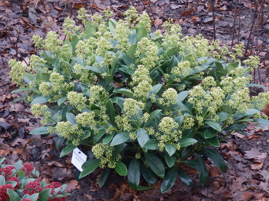 Pack of 3 Skimmia japonica 'Finchy' plants in 10.5cm pots, 25cm tall - view 5