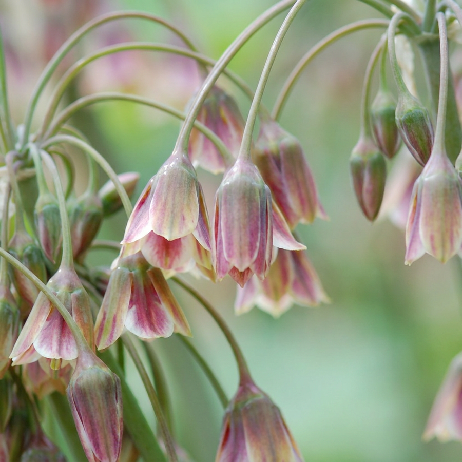 Allium Siculum bulbs, red flowers, pack of 240