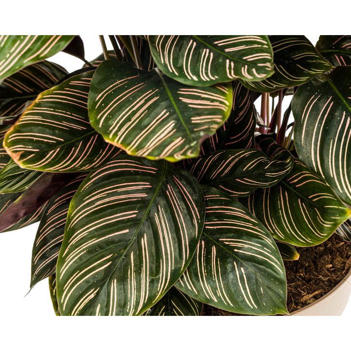 Calathea ornata Sanderiana - view 2