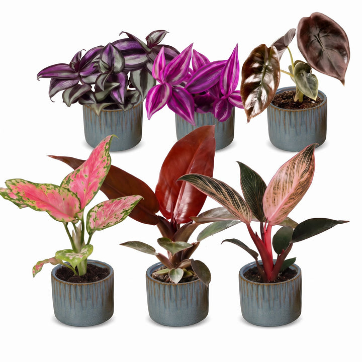 Baby Paradise Mix tropical houseplants, pack of 6, image 2