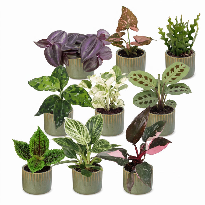 Baby Plants Surprise Box, pack of 9 tropical plants in 6 cm pots, image 2