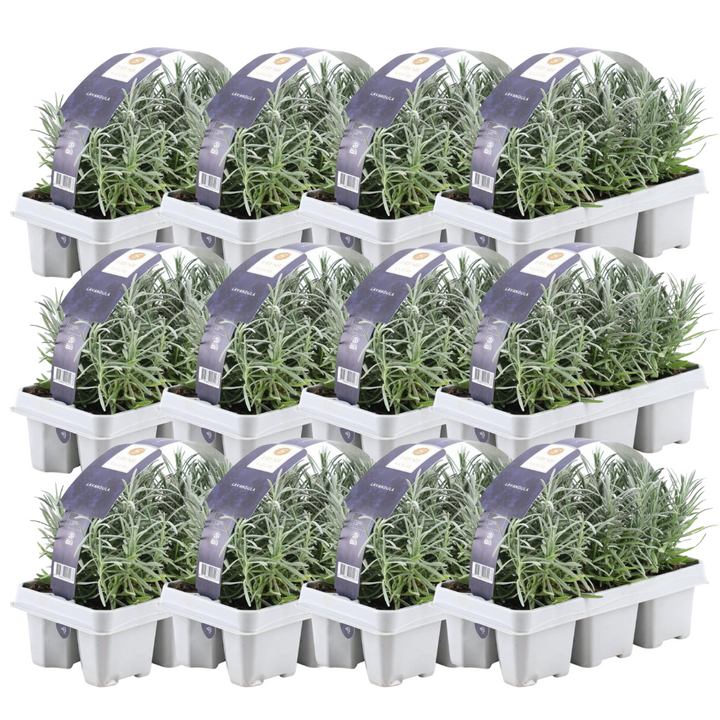 Lavandula Angustifolia: 72 True Lavender Plants – Fragrant, Versatile & Bee-Friendly – Buy Now!