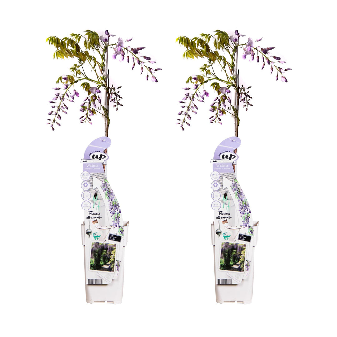 Blue-flowering Wisteria sinensis 'Caroline' climbing plants in 65cm pots, Everspring brand, two-pack.