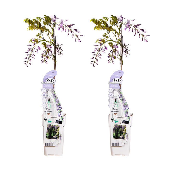 Blue-flowering Wisteria sinensis 'Caroline' climbing plants in 65cm pots, Everspring brand, two-pack.