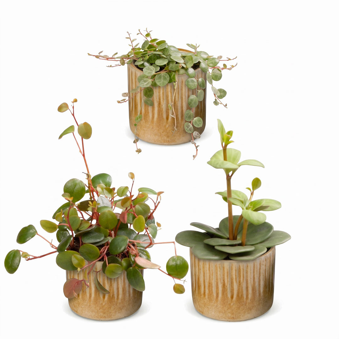 Baby Peperomia Mix houseplants, pack of 3, image 2