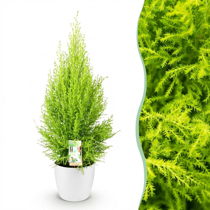 Cupressus 'Goldcrest Wilma' golden lemon-scented conifer, 21cm pot, 85-95cm, supplied with a white potter