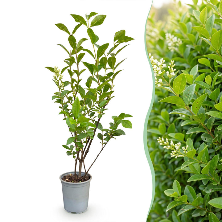 40 Ligustrum ovalifolium privet hedging plants in 9cm pots, 35-45cm tall - view 3