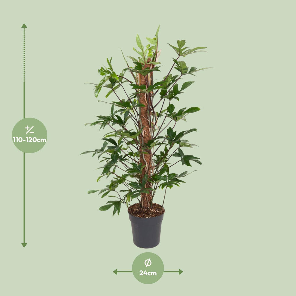 Philodendron Pedatum indoor plant with oak leaf-shaped green foliage, 120cm tall, by Everspring.