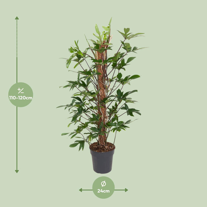 Philodendron Pedatum indoor plant with oak leaf-shaped green foliage, 120cm tall, by Everspring.