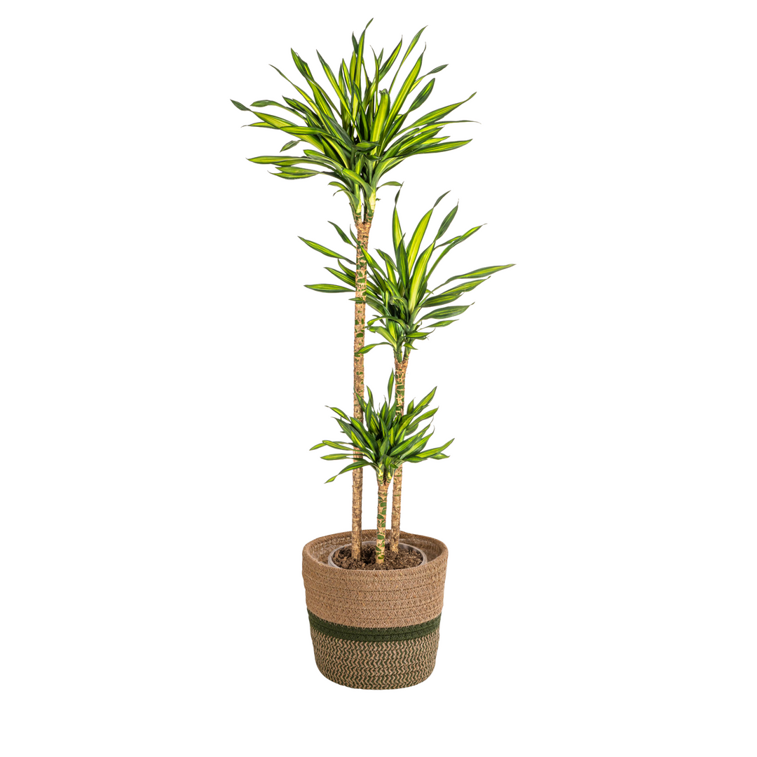 Dracaena Deremensis Rikki 130-150cm — Dragon Tree in 24cm pot, with basket