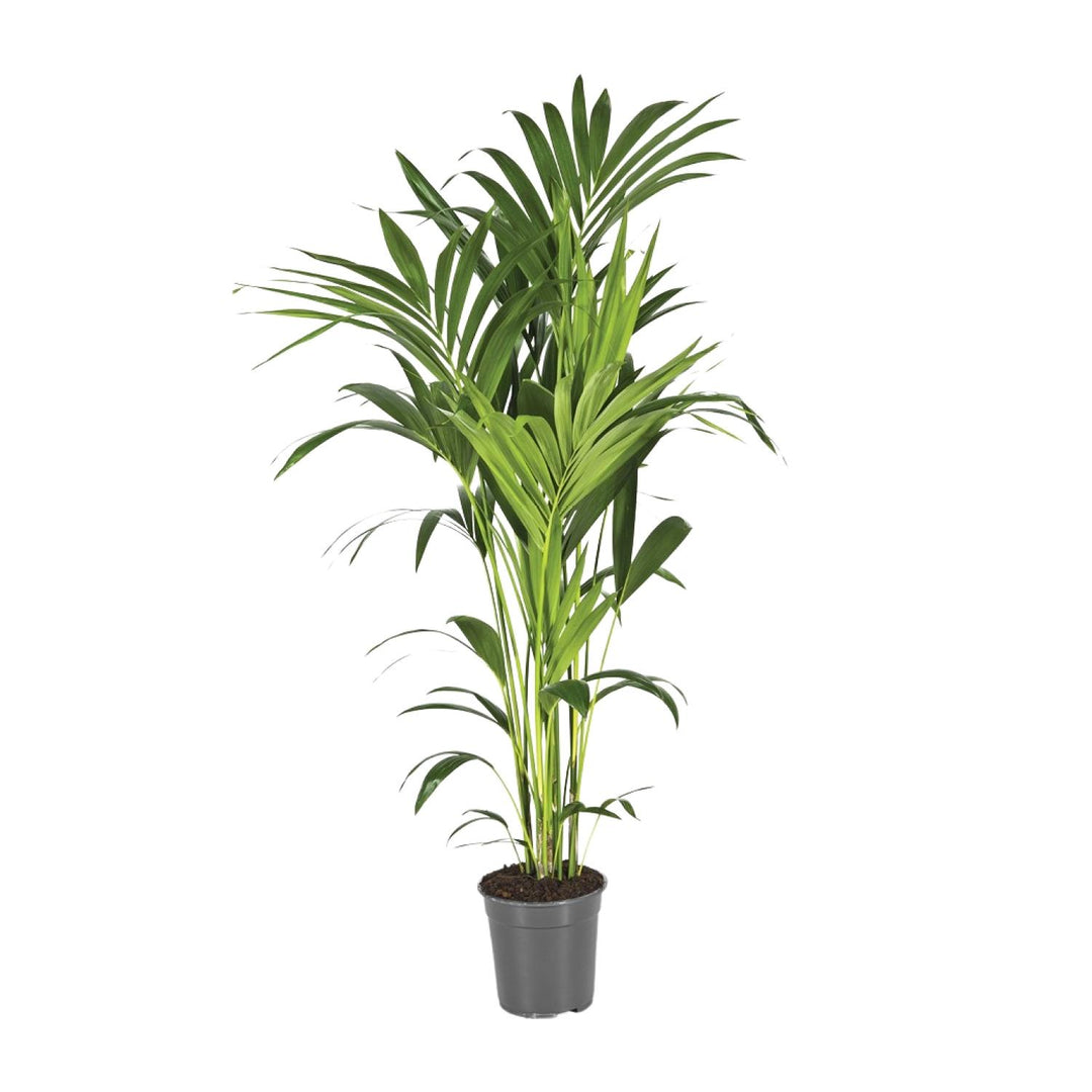 Kentia Palm Howea Forsteriana 130cm - Large Indoor Plant Air Purifier