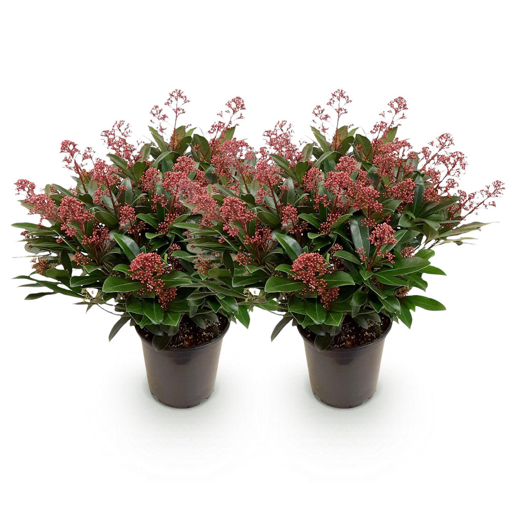Pack of 2 Skimmia japonica 'Rubella' plants in 19cm pots, 60cm tall - view 2